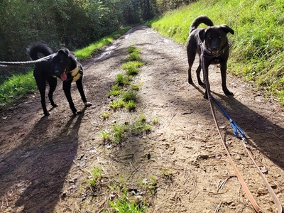 Crina junge Labrador Mix Hündin möchte in ihr Zuhause, Labrador - Hündin