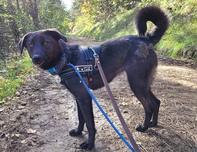 Crina junge Labrador Mix Hündin möchte in ihr Zuhause, Labrador - Hündin