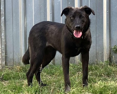 Crina junge Labrador Mix Hündin möchte in ihr Zuhause, Labrador - Hündin