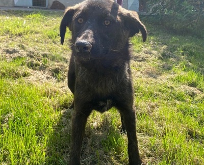 Crina junge Labrador Mix Hündin möchte in ihr Zuhause, Labrador - Hündin