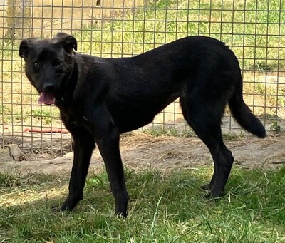 Crina junge Labrador Mix Hündin möchte in ihr Zuhause, Labrador - Hündin