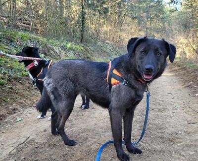 Crina junge Labrador Mix Hündin möchte in ihr Zuhause, Labrador - Hündin