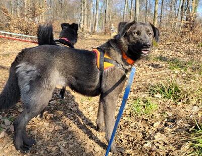 Crina junge Labrador Mix Hündin möchte in ihr Zuhause, Labrador - Hündin