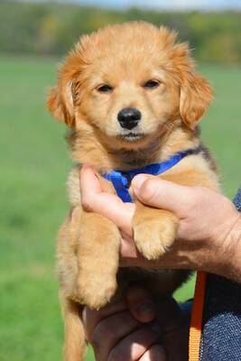 Crystal sucht warmes Körbchen, Chihuahua-Mix Welpen - Hündin