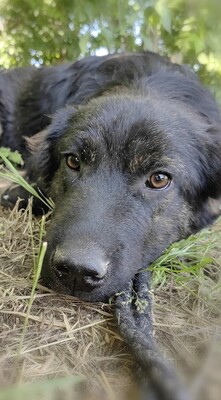 Cserge möchte endlich ankommen..., Shar-Pei-Mischling - Rüde 1