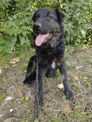 Cserge möchte endlich ankommen..., Shar-Pei-Mischling - Rüde