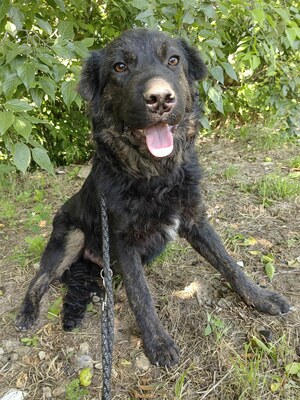 Cserge möchte endlich ankommen..., Shar-Pei-Mischling - Rüde