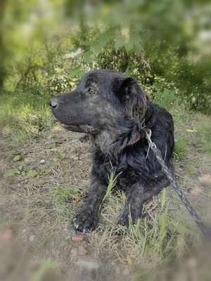 Cserge möchte endlich ankommen..., Shar-Pei-Mischling - Rüde