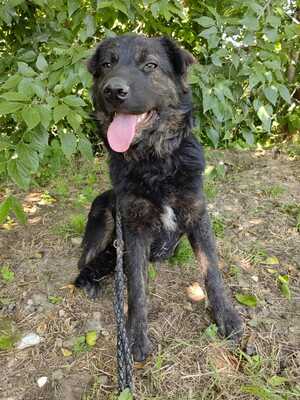 Cserge möchte endlich ankommen..., Shar-Pei-Mischling - Rüde