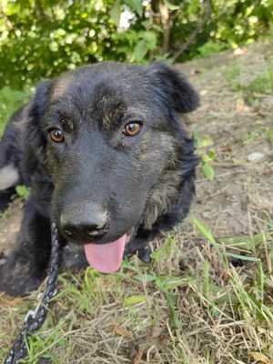 Cserge möchte endlich ankommen..., Shar-Pei-Mischling - Rüde