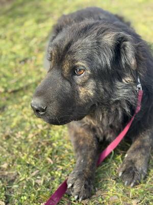 Cserge möchte endlich ankommen..., Shar-Pei-Mischling - Rüde