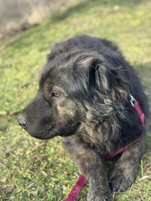 Cserge möchte endlich ankommen..., Shar-Pei-Mischling - Rüde