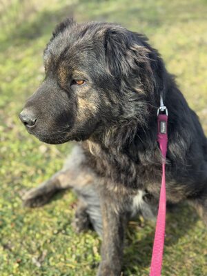 Cserge möchte endlich ankommen..., Shar-Pei-Mischling - Rüde