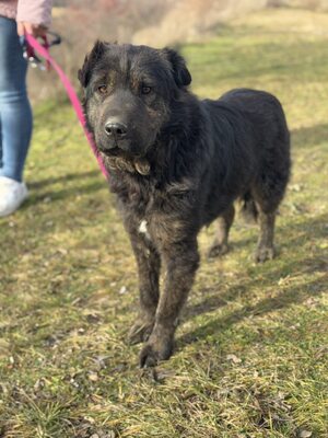 Cserge möchte endlich ankommen..., Shar-Pei-Mischling - Rüde