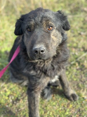 Cserge möchte endlich ankommen..., Shar-Pei-Mischling - Rüde