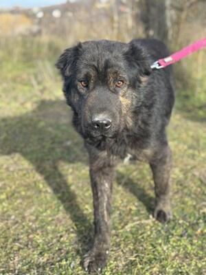 Cserge möchte endlich ankommen..., Shar-Pei-Mischling - Rüde