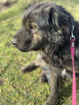 Cserge möchte endlich ankommen..., Shar-Pei-Mischling - Rüde