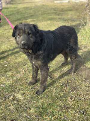 Cserge möchte endlich ankommen..., Shar-Pei-Mischling - Rüde