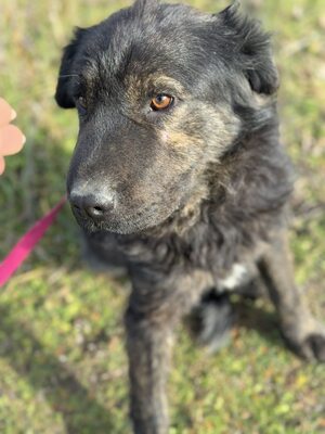 Cserge möchte endlich ankommen..., Shar-Pei-Mischling - Rüde