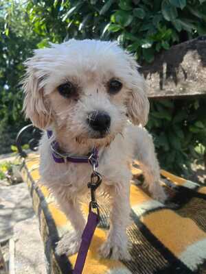 Csibe sucht liebevolles Zuhause, Malteser-Mischling - Hündin