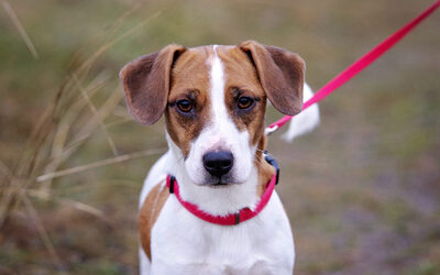 Csoki und Pötyi, Dackel Beagle Mischling - Hündin