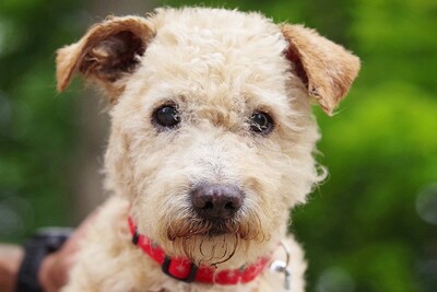 Csori, Mischling - Rüde