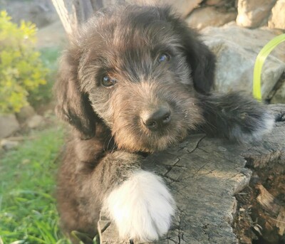 Csori, Mischling Welpen - Rüde