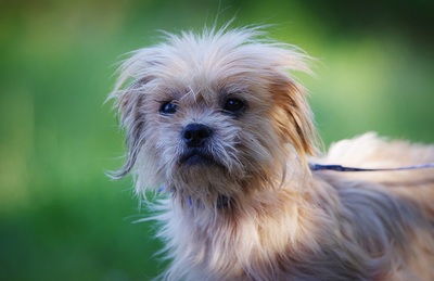 Csubi, TerrierMischling - Rüde