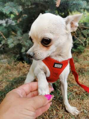 Csudi möchte ein eigenes Zuhause, Chihuahua Welpen - Hündin