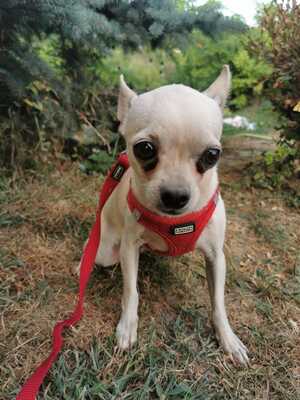 Csudi möchte ein eigenes Zuhause, Chihuahua Welpen - Hündin