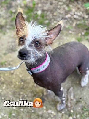 Csufika sucht liebevolles Zuhause, Chinesischer Schopfhund Hairless-Schlag - Hündin