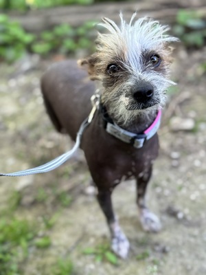 Csufika sucht liebevolles Zuhause, Chinesischer Schopfhund Hairless-Schlag - Hündin