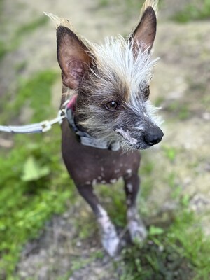 Csufika sucht liebevolles Zuhause, Chinesischer Schopfhund Hairless-Schlag - Hündin