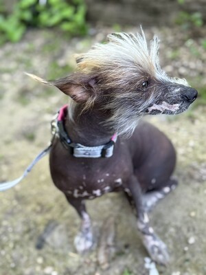 Csufika sucht liebevolles Zuhause, Chinesischer Schopfhund Hairless-Schlag - Hündin