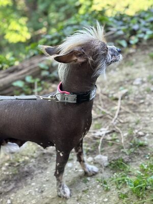 Csufika sucht liebevolles Zuhause, Chinesischer Schopfhund Hairless-Schlag - Hündin