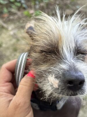 Csufika sucht liebevolles Zuhause, Chinesischer Schopfhund Hairless-Schlag - Hündin