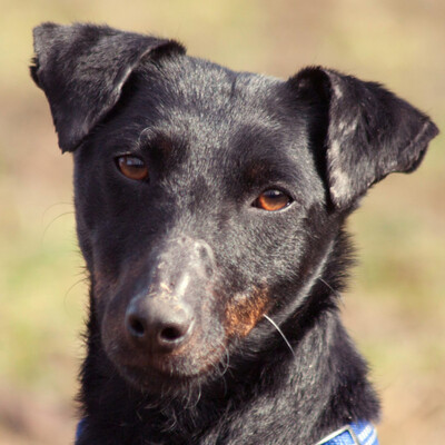 Cubi, Kurzhaar-Foxl-Mix - Hündin