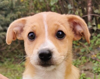 Cuki, Welpen - Hündin