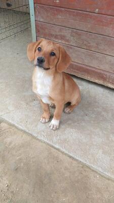 Cuno, Mischling - Rüde