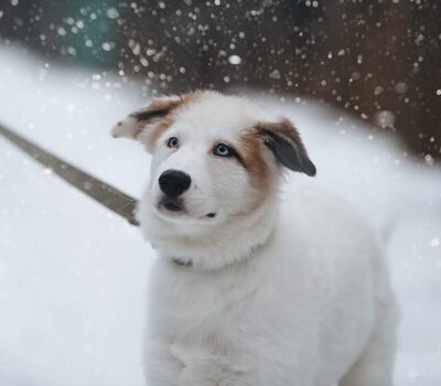 Curlie, Australian-Shepard-Mix - Hündin