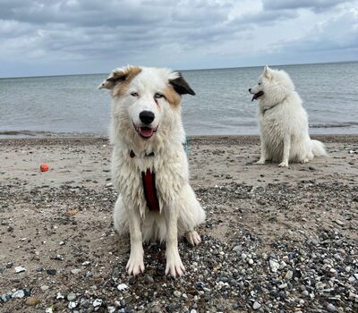 Curlie, Australian-Shepard-Mix - Hündin