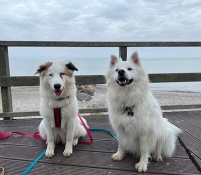 Curlie, Australian-Shepard-Mix - Hündin