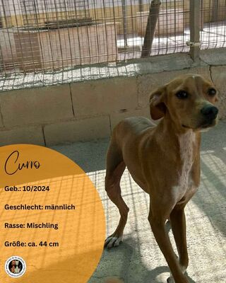 Curro