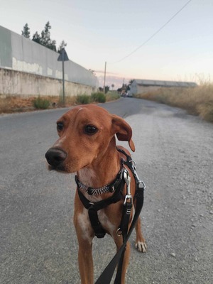 Curro, Mischling - Rüde