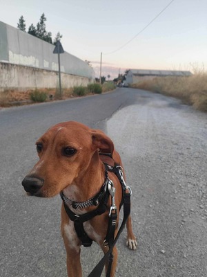 Curro, Mischling - Rüde