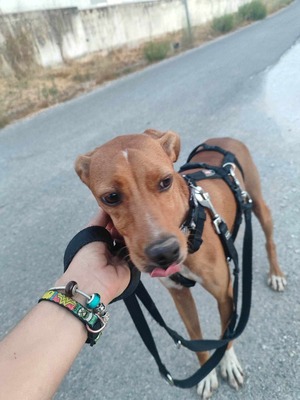 Curro, Mischling - Rüde