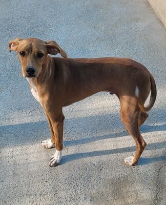 Curro, Mischling - Rüde