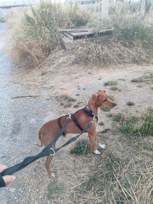 Curro, Mischling - Rüde
