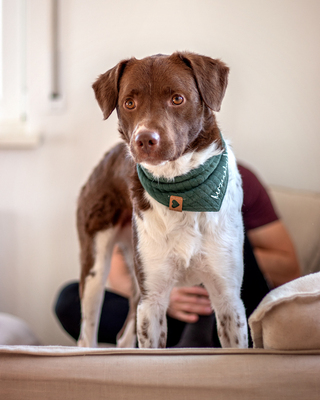 Curry - Aufgeweckter Rüde, ca. 1 Jahr/56cm/20kg, Mischling - Rüde