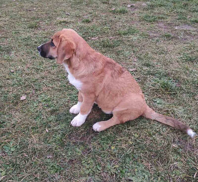 Cvila sucht ein liebevolles Zuhause, Mischling - Hündin